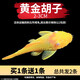 瘋狂水草清潔魚(yú)活體魚(yú)缸除藻工具魚(yú)清道夫黑殼蝦同款淡水觀(guān)賞魚(yú)耐活 黃金胡子2-3cm（2條）