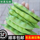 【順豐發(fā)貨】東北油豆角農(nóng)家新鮮蔬菜九月青開(kāi)鍋爛寬面油豆角 2500g【順豐快遞】