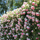 譽(yù)滿(mǎn)園（yumanyuan）薔薇花種子爬藤月季四季開(kāi)花爬墻攀援庭院室花卉盆栽植物玫瑰種子