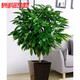 平安樹(shù)客廳盆栽大型室內幸福樹(shù)老樁植物大顆綠植花卉 平安樹(shù)60-70cm 不含盆