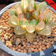 采緹（CAITI）【萬(wàn)人選購】多肉植物帶盆 水晶玉露多肉植物幼兒園盆栽 精品琥珀玉露一顆 原盆原土