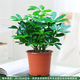 種花迷八方來財(cái)鴨腳木四季常青辦公室內(nèi)陽臺(tái)綠植盆栽花卉發(fā)財(cái)樹苗招財(cái)樹 八方來財(cái)一盆四顆【簡易盆】+肥 含盆
