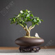 OIMG發(fā)財(cái)樹(shù)盆栽五福發(fā)財(cái)樹(shù)盆栽綠植物辦公桌書(shū)房茶幾好養(yǎng)樹(shù)中式禪意盆 鵝蛋盆五福發(fā)財(cái)樹(shù)+密胺底托 帶盆栽好