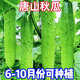 唐山秋瓜種子水果黃瓜花瓜陽(yáng)臺(tái)盆栽四季大田用種高產(chǎn)黃瓜蔬菜種籽 唐山秋瓜種子 甄選貳包約100粒