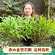 赤水金釵石斛苗貴州特產(chǎn)新鮮盆栽花苗盆景藥材吊蘭花卉綠植種植苗 250g【四年以上壯苗】