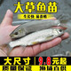 草魚魚苗活體淡水養(yǎng)殖食用吃草皖半斤食蚊魚塘魚缸觀賞魚草魚苗批發(fā) 20條6-8厘米草魚苗送10%防損