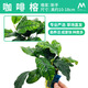 魚(yú)缸造景活體植物水榕大水榕水草種子沉木陰性?xún)艋|(zhì)增氧水草 咖啡榕杯裝