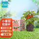 IAM City Farmer小番茄種子兒童種植盆栽學(xué)生植物觀察杯發(fā)芽生長(zhǎng)趣味diy植物10031