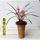 自然老種蘭花苗盆景  春蘭名品【紅心荷】濃香室內(nèi)綠植花卉盆 組培4苗48.88 不含盆