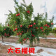 飛沭石榴樹苗庭院軟子石榴樹花園別墅地栽多種大型果樹苗南北方栽種 石榴樹 4公分粗【帶土球】