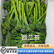 甜桿新鮮西蘭花苔蘆筍新鮮西蘭苔迷你西蘭花蘭花苔西藍苔寧夏 500g