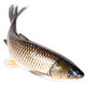 中心忠味中山脆鯇魚(yú) 脆肉皖魚(yú) 草魚(yú) 整條脆肉鯇 分割 脆肉魚(yú)片 火鍋食材 12斤整條（殺好約8-9斤左右）