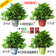 大號綠蘿盆栽梔子花卉室內(nèi)發(fā)金錢財樹大號白紅掌文竹常春藤加侖陶瓷盆四季常綠好養(yǎng)易活凈化空氣常春藤萬年青 大綠蘿彩色吸水盆四盆+肥料2包 含盆