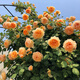 爾瀾瑪格麗特王妃當(dāng)年開花藤本月季花苗庭院盆栽地栽花卉植物源頭直發(fā)