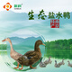 新潤(rùn)（xinrun）鹽水鴨業(yè)界典范稻田喂養(yǎng)1年以上禮袋鹵味禮盒960g南京特產(chǎn)鴨肉 生態(tài)鴨480g半片裝