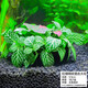 瘋狂水草（FKSC）魚(yú)缸水草凈化水質(zhì)套餐蜈蚣草陰性水草浮萍植物活體水培矮珍珠 紅綠網(wǎng)紋坨草[前景]