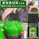 寵小帥水草種子含缸爬地珍珠大對葉牛毛草水草種子生態(tài)植物種籽裝飾草缸 【含缸20*20圓柱缸】種子+營養(yǎng)液+營養(yǎng)泥