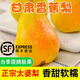 甘肅天水太婆梨香蕉梨洋梨巴梨瓢梨葫蘆梨軟糯新鮮香蕉梨順豐 5斤大果1斤3個(gè)左右