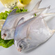 蝶島船說(shuō) 東山島冷凍白鯧魚(yú) 海捕小鯧魚(yú) 白鯧海鮮水產(chǎn) 500g/3-6只