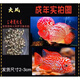 鴻運當頭羅漢魚(yú)進(jìn)口魚(yú)苗高起頭爆頭率泰國金花爆頭熱帶觀(guān)賞魚(yú) 火鳳羅漢苗未起頭2-3cm*2條