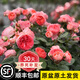 坤卉【養死補發(fā)】陽(yáng)臺盆栽月季花四季開(kāi)花玫瑰花樹(shù)苗耐寒耐旱灌木月季