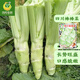 鳳鳴雅世四川棒菜種子榨菜種籽孑種青菜種孑菜籽芥菜殼菜頭籽腌制葉莖可食 四川棒菜種子 10克原裝約1200粒