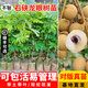 芥圃龍眼樹苗 官方旗艦 嫁接無核四季龍眼大樹苗桂圓樹苗當年種果樹苗 石硤龍眼 【帶土帶葉發(fā)貨】 2年苗 高度：60-80公分