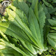 壽禾 油麥菜種子耐熱生菜農(nóng)家四季蔬菜種孑播秋冬季菜種子小青菜菜籽 老品種 米香油麥菜種子20g