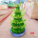 泰西絲竹塔富貴竹節節高水培植物客廳花卉綠植室內水養竹子盆栽 5層竹塔【底部8左右】_不含盆