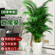 臨雅散尾葵植物盆栽客廳大型綠植室內落地辦公室鳳尾竹常青源頭直發(fā)
