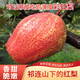 鑫果滋陜西彩虹梨 早熟香梨紅早酥脆梨子新鮮水果脆甜多汁紅皮梨薄皮9斤 精品果 9斤