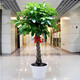 盆景高桿發(fā)財樹(shù) 大發(fā)財樹(shù)苗 大型綠植盆栽 室內盆栽花卉植物 【1.5-1.6】辮子發(fā)財樹(shù) 不含盆