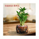 文昌竹4支富貴竹荷花竹開(kāi)運轉運竹帶根室內辦公桌面土培水培盆栽 土培奮斗盆(4根竹) 帶盆栽好