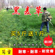 簡(jiǎn)雪進(jìn)口牧草種子四季多年生魚(yú)草耐寒抗旱喂養雞鴨鵝豬牛羊魚(yú)兔草籽孑 一年生黑麥草種子1斤
