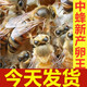 中蜂王種王蜜蜂產(chǎn)卵交尾王活體本地王阿壩雜交新開產(chǎn)王土蜂交尾王 阿壩開產(chǎn)15天新王