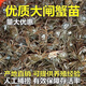 淡水大閘蟹苗河蟹苗毛蟹稻田蟹養(yǎng)殖中華蟹扣蟹幼苗螃蟹小蟹苗活體 3斤送0.5斤路損（中苗50—80只/斤