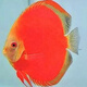 瀚幻七彩神仙魚觀賞魚熱帶魚中小型燕魚財(cái)神紅鴿子紅藍(lán)松石活體淡水魚 紅金鉆6-8cm1條