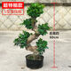 朵芮蜜榕樹(shù)盆景老樁大型金錢(qián)榕樹(shù)盆栽S型彎8字造型人參榕樹(shù)苗室內外小葉 超特粗S形榕樹(shù)【含原盆】8年苗 不含盆