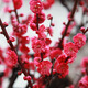 紅梅花樹苗盆栽庭院地栽濃香梅花苗花卉植物臘梅室內(nèi)外耐寒綠植盆景 朱砂梅主桿粗2厘米，苗總高60厘米左右 不含盆