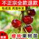 正宗四川車?yán)遄訕?shù)苗櫻桃北方南方種植嫁接苗當(dāng)年結(jié)果盆栽水果樹(shù)苗 車?yán)遄訕?shù)苗【5年嫁接苗】