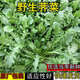 薺薺菜種子大葉薺菜菜籽春季蔬菜種籽孑菜種薺菜野菜籽芨芨菜種子 薺菜種子【5包 約25000?！? title=
