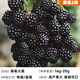 壹植黑莓樹(shù)苗樹(shù)莓南方種植當年結果室內外庭院盆栽地栽水果嫁接果樹(shù)苗 正宗黑莓大苗2棵【當年結果】 15cm(含)-30cm(不含)