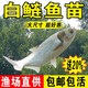 批發(fā)淡水白鰱魚苗淡水養(yǎng)殖食用活魚白條大頭胖頭鰱鳙小魚苗花鰱觀賞冷水魚 100條10-13cm白鰱魚苗+10%防損