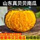 良知農哥 板栗味真貝貝南瓜 迷你小南瓜 健康輕食 4斤