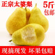 萊財(cái)多太婆梨水果新鮮整箱當(dāng)季梨子水果鴨梨香梨軟梨東北茄梨香 5斤裝