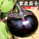 密水農(nóng)家密云農(nóng)業(yè) 本地自種圓茄子 鮮摘紫茄子 新鮮蔬菜 生鮮 圓茄子1個(gè)約 500g