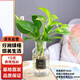 行湘水培綠植桌面綠植盆栽觀(guān)葉盆景 綠蘿5株+廣口玻璃瓶 源頭直發(fā)