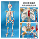 藍(lán)蝶85cm人體骨骼模型 全身骨架人體模型成人小骷髏教學(xué)脊柱模型仿真小白骷髏標(biāo)本正骨健身房瑜伽展示 85cm掛式骨骼肌肉著色韌帶