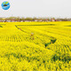 一播大地 觀(guān)賞油菜花種子 快開(kāi)花耐寒油菜花籽榨油食用油菜籽 綠化花海 觀(guān)賞黃色油菜籽種子一斤