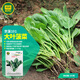 京研菠菜種子趴地菠番杏春秋紅根大圓葉菠菜越冬越夏農(nóng)科院蔬菜種籽孑 京菠101越冬菠菜種子250克